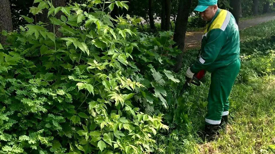 Более 80 тыс кв м кустарников кронировали и опилили в Подмосковье с начала года