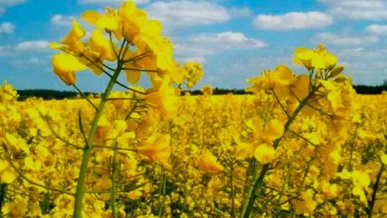 Подмосковное предприятие зарегистрировало препарат для защиты растений