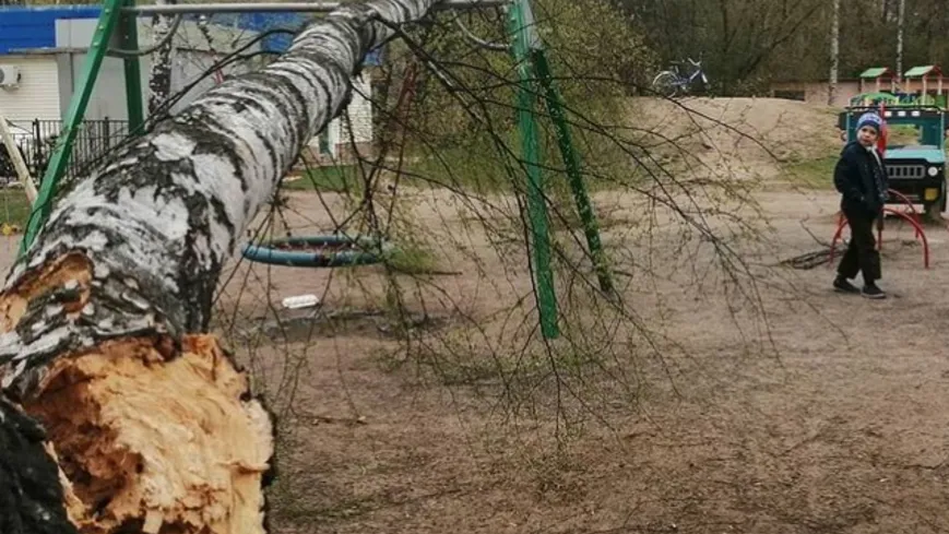 Дерево упало на детскую площадку в микрорайоне Леонидовка Мытищ