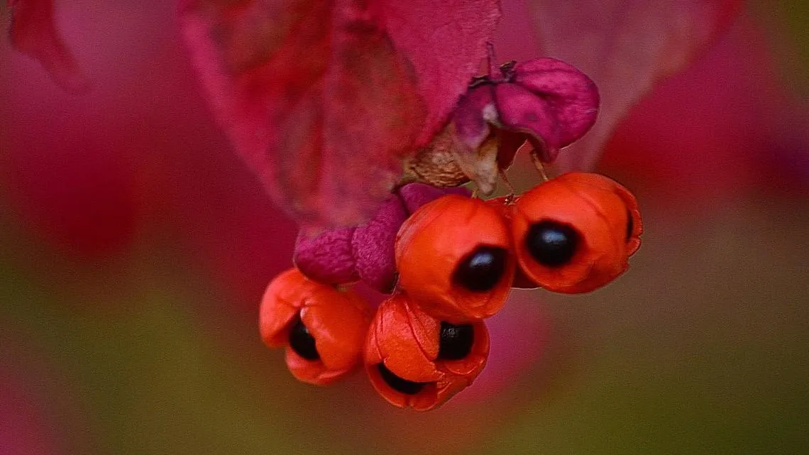 В лесах Подмосковья обнаружили «ведьмины сережки»