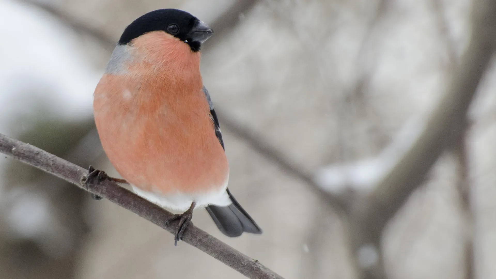 В Подмосковье установили более 1 500 кормушек для птиц в рамках акции