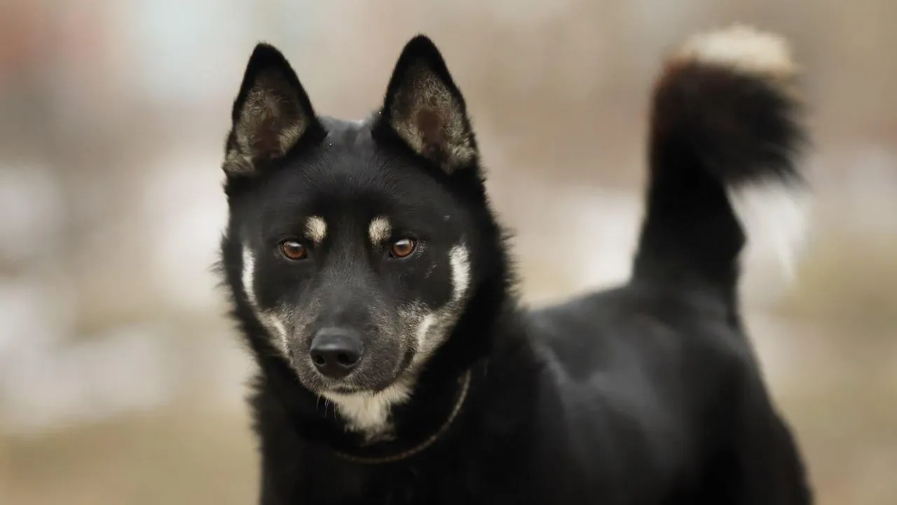 Приют Getdog