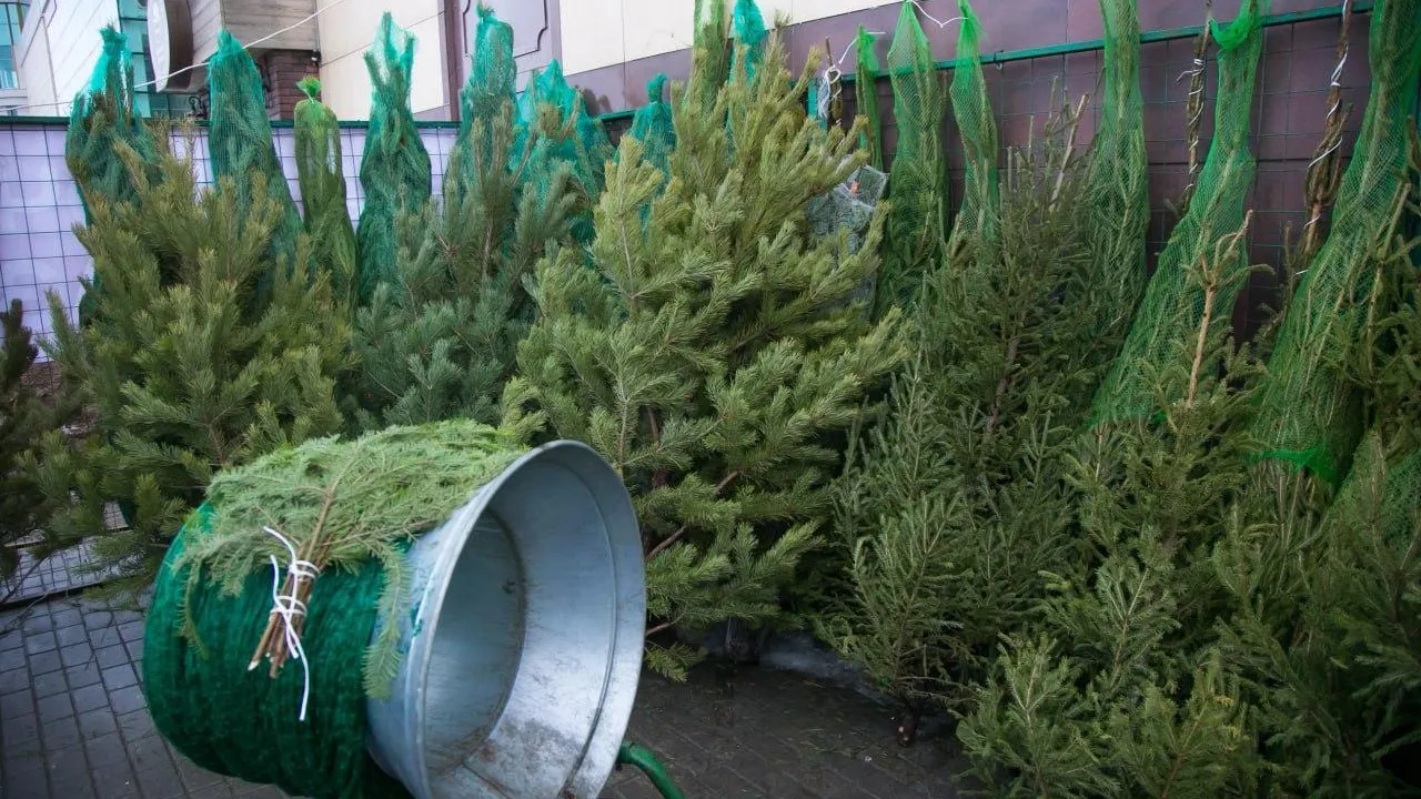 В Коломне открылись елочные базары