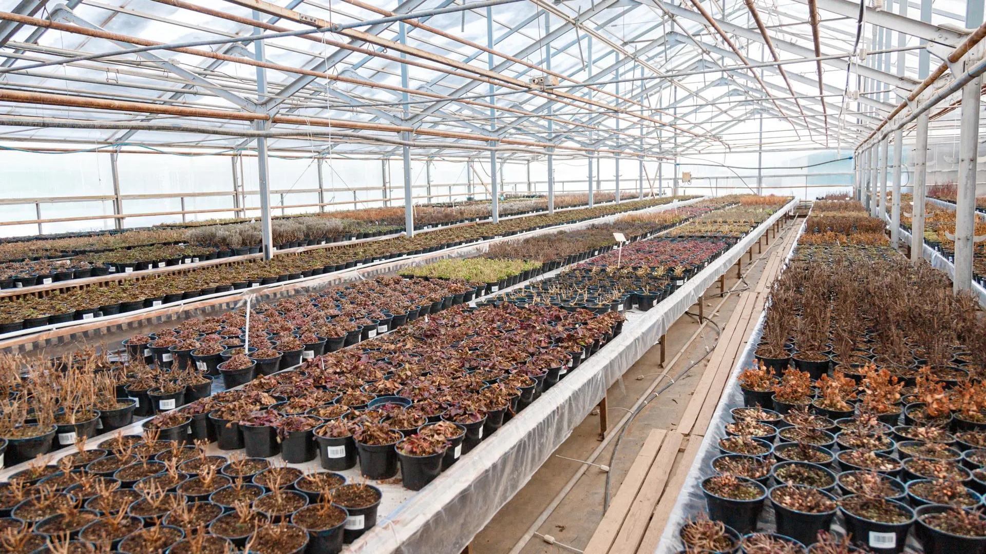 Питомник в Кашире озеленяет округ и обучает школьников