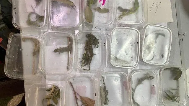 У пассажира в аэропорту Домодедово нашли 350 контрабандных экзотических животных