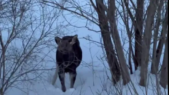 В Клину спасатели проверили застрявшего в снегу лосенка
