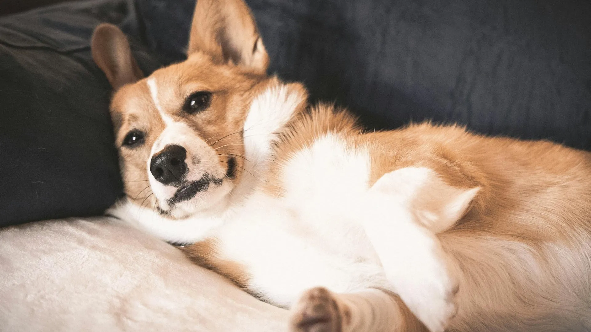 Может быть бешеным: корги прокусил ногу девушке в Подмосковье