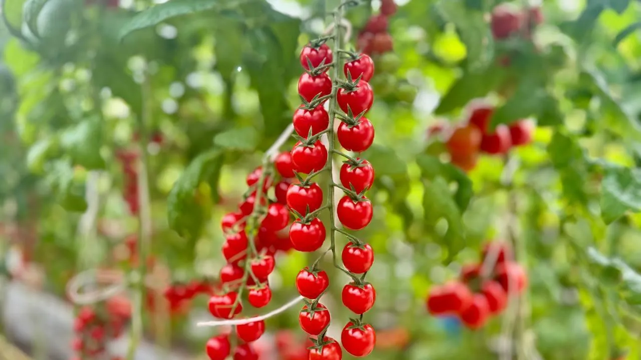 Подмосковье вошло в топ-3 регионов по числу производителей органической продукции
