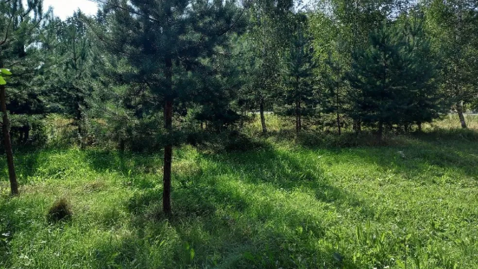 В Дмитровском округе на торги выставили 106 участков под строительство дома