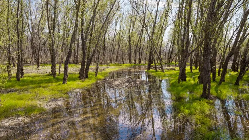 Не прощает тишины: как обезопасить себя в весеннем лесу