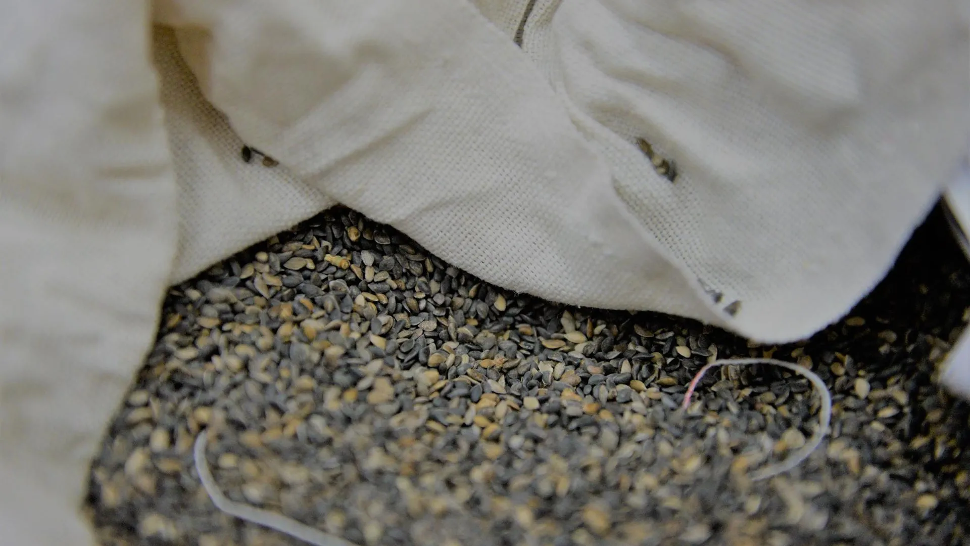 РФ полностью обеспечена собственным лесосеменным материалом на текущий год