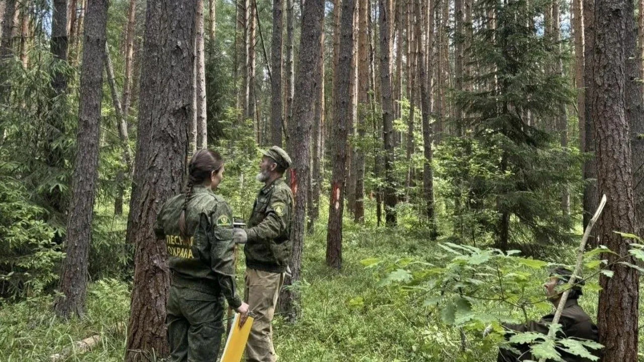 В Орехово-Зуевском лесничестве произведен отвод лесосеки под проходную рубку