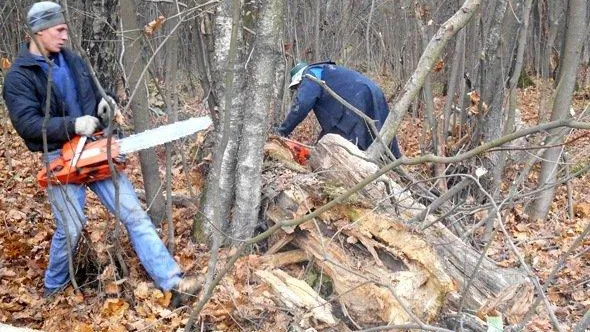 Многодетной семье из Подольска выделили земельный участок, заросший буреломом