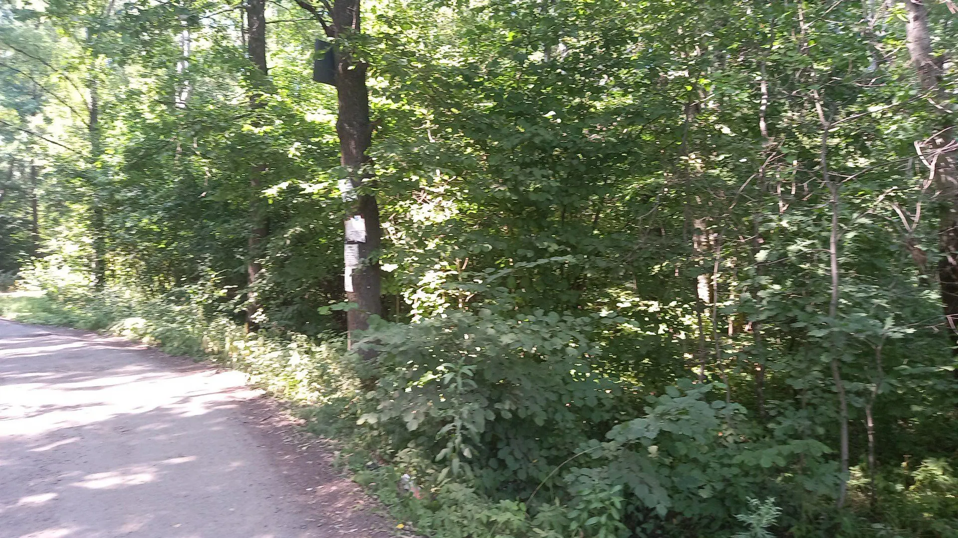 Бездомную собаку отловили в деревне Булатово Подольска