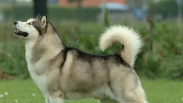 Добрая собачка, не агрессивная: маламут убил двухмесячного малыша в Подмосковье