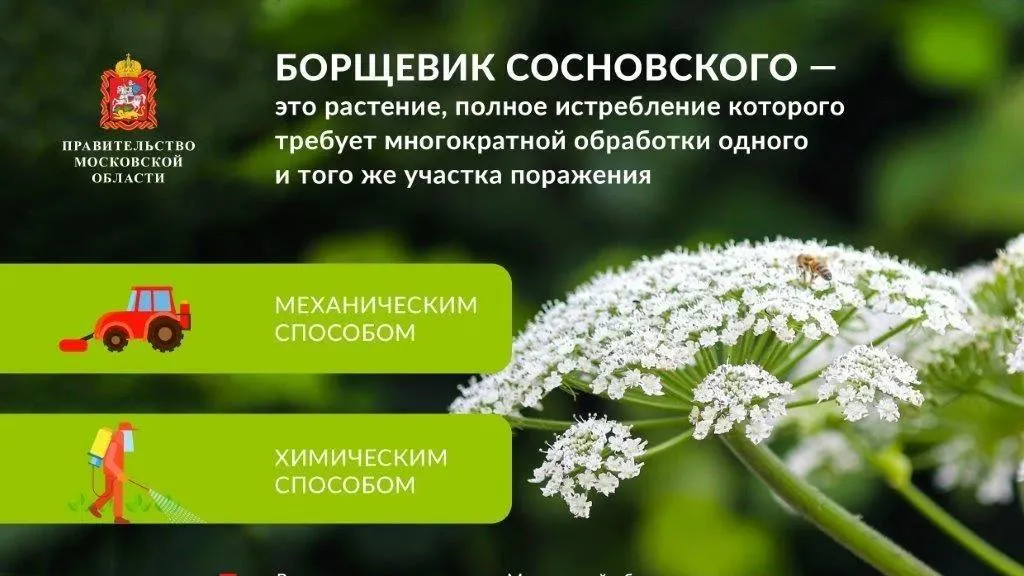 В Ступине продолжили обработку территорий от борщевика
