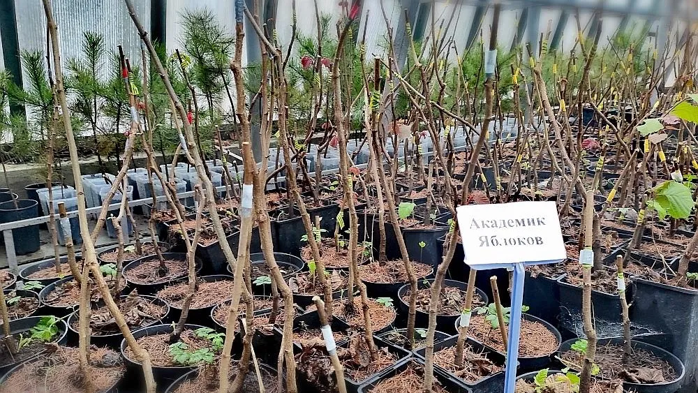 Редкие сорта фундука начали производить в Ивантеевском лесопитомнике