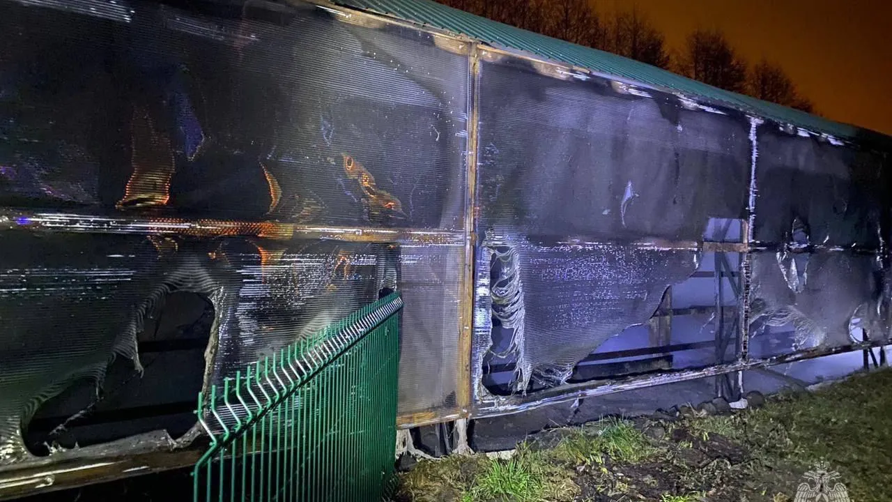 Сразу 6 зебр погибли в пожаре в зоопарке Белгородской области