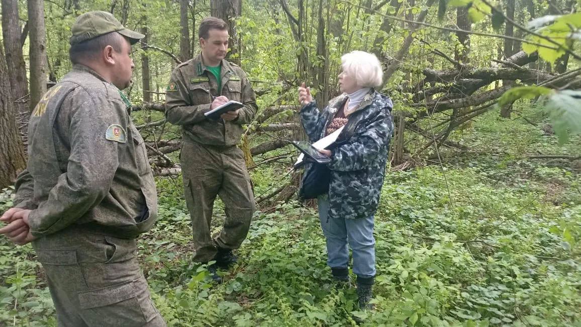 Специалисты Рослесозащиты обследовали аварийные деревья в Можайске