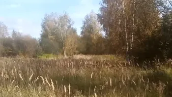 Больше всего лотов выставлено на торги в Шаховской, Ступине и Орехово-Зуеве