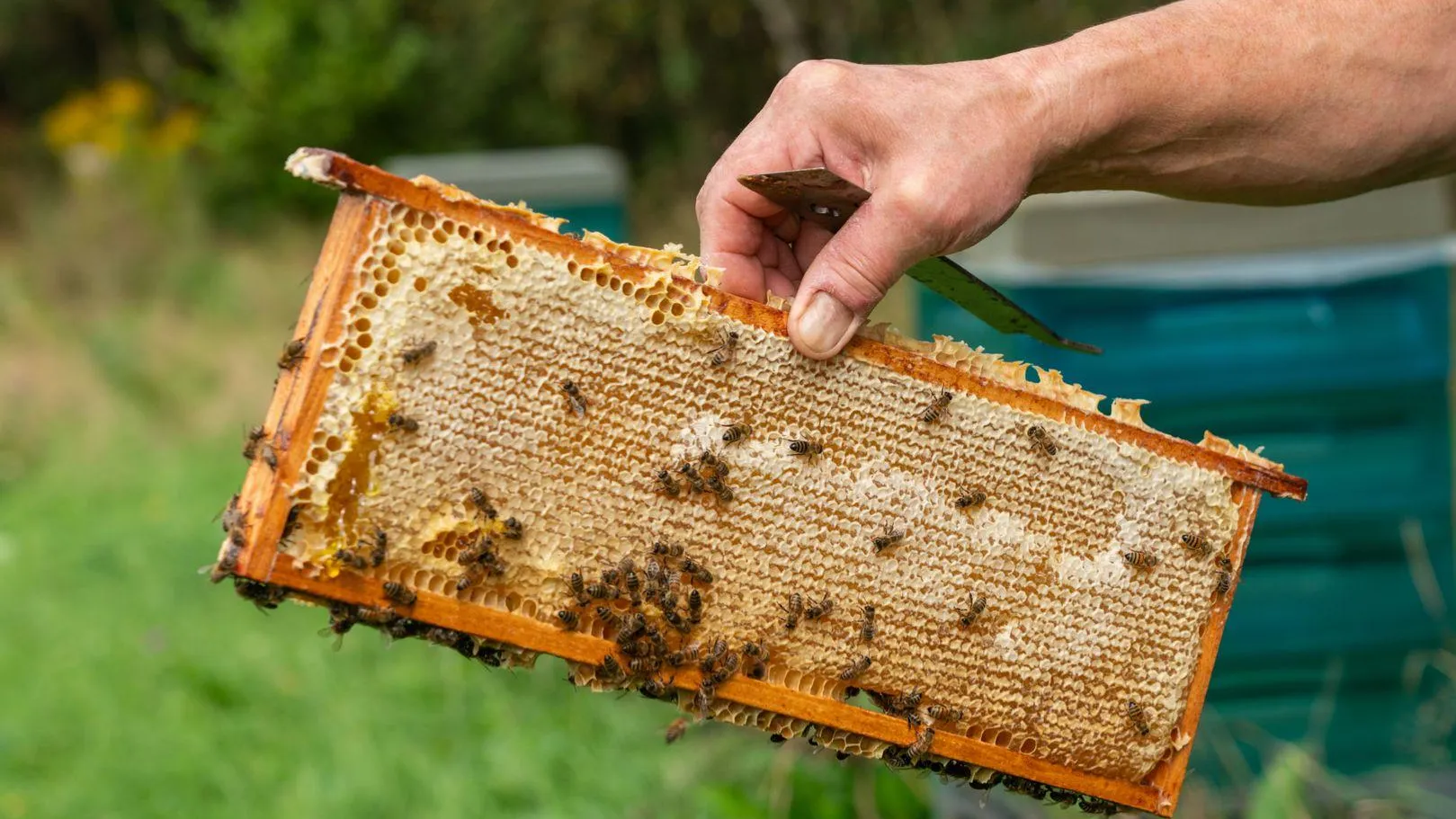 В Подмосковье с 1 марта изменятся правила оповещения пчеловодов при обработке полей