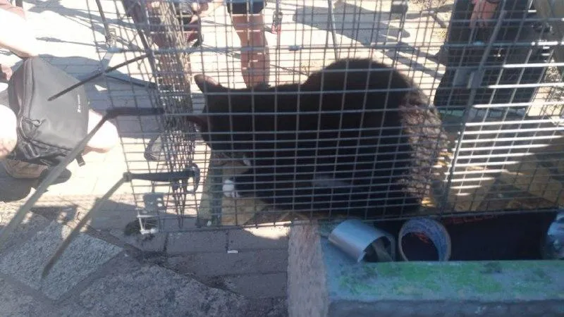 Желающие приютить спасенного в Петербурге кота встали в огромную очередь