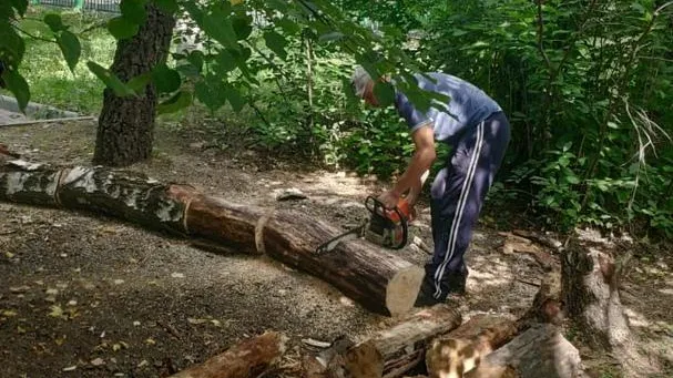 Парк «Дубрава» в Подольске очистят от сухостоя, пней и поросли