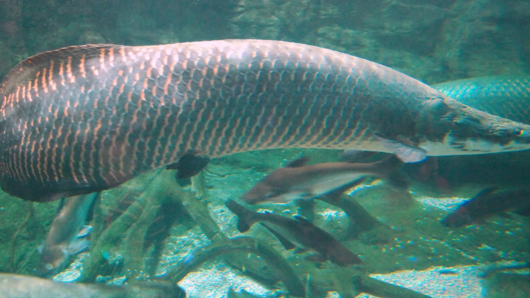 Умеет дышать воздухом: рыбак в Бразилии выловил страшного хищника весом 160 кг