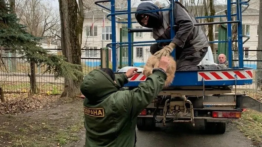В Подольске сотрудники комбината благоустройства помогли снять кота с дерева