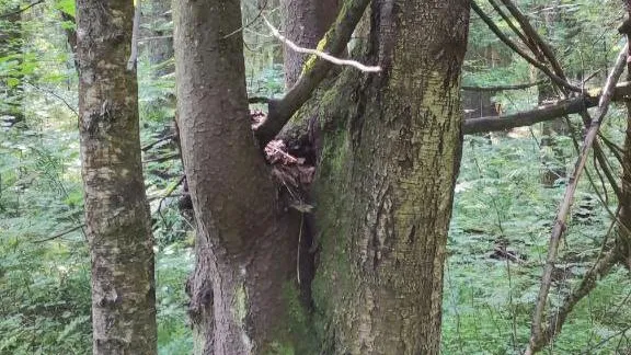 В лесу округа Пушкинский обнаружили сросшихся березу и ель, имеющих один ствол на двоих