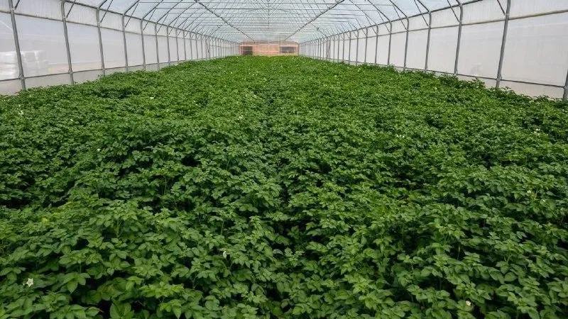 Талдомский округ признан лидером по производству семян картофеля в Подмосковье