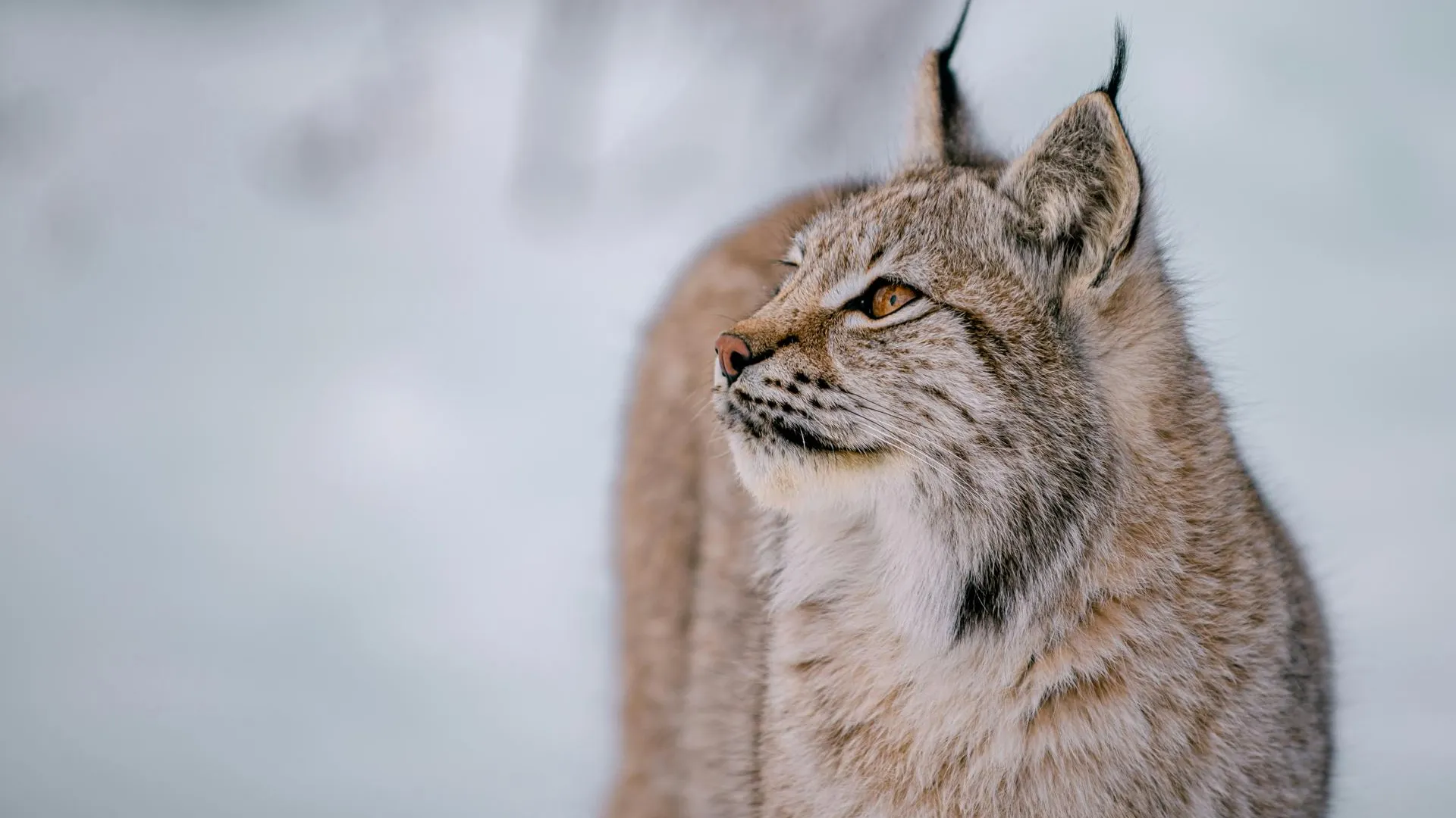 Кошку задержали: рысь пригрелась в багажнике полицейских в ХМАО