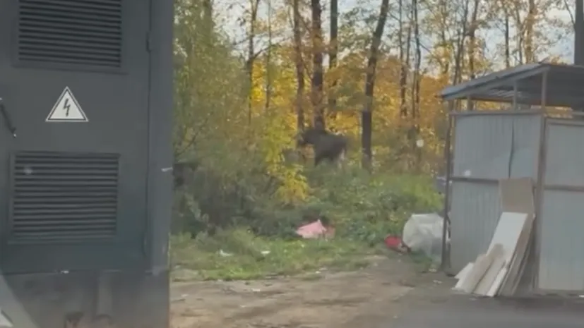 Разгуливающего по жилому комплексу лося заметили в Новой Москве