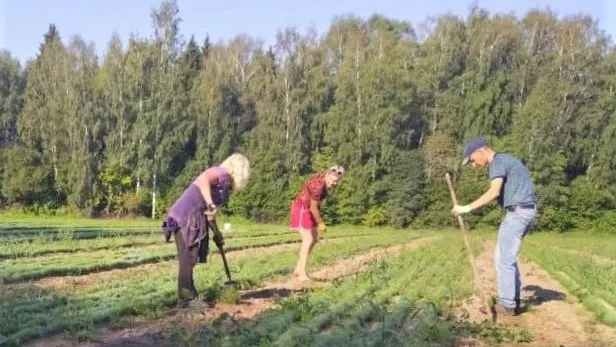 В лесных питомниках Подмосковья готовятся к старту осенних работ