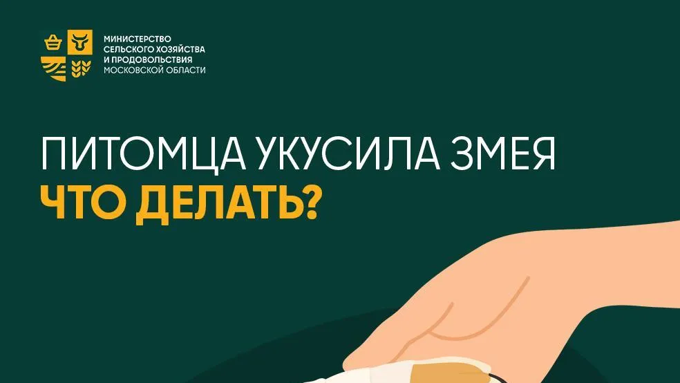 Ветеринары Подмосковья рассказали, что делать, если питомца укусила змея