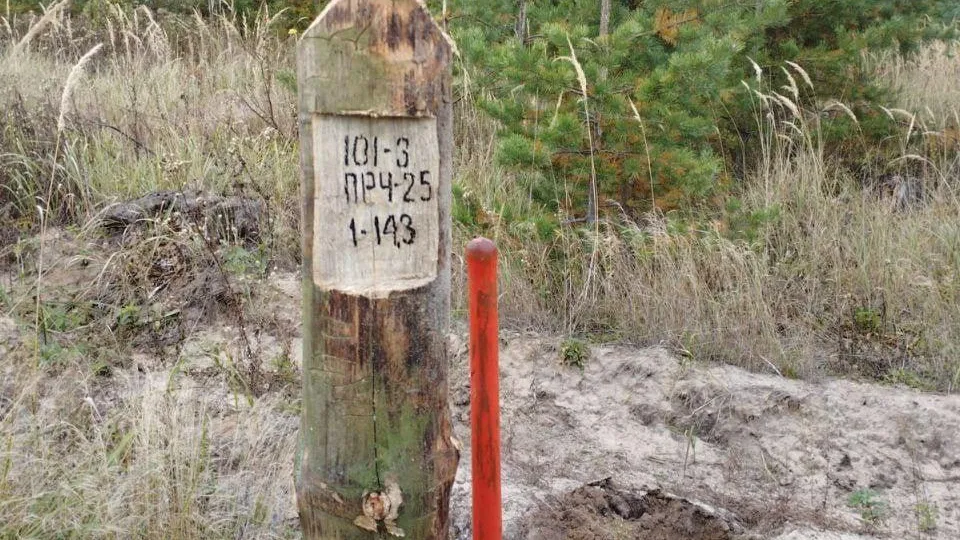 В коломенских лесах проредят густые посадки