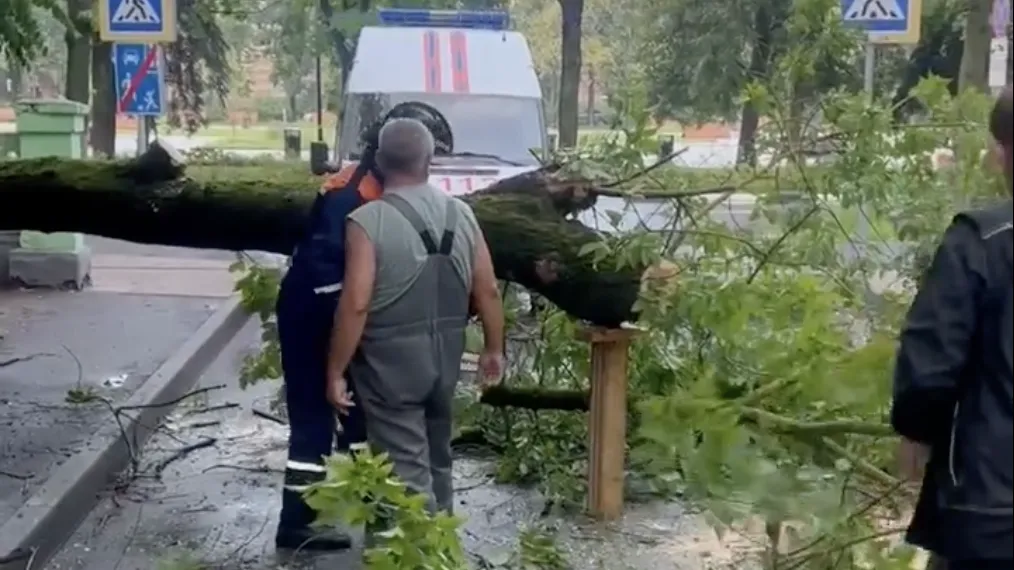 Аварийные службы оперативно убрали упавшее дерево на ул Маяковского в Жуковском