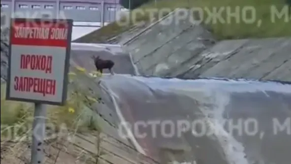 Двух лосей, застрявших на водохранилище в Подмосковье, спасли