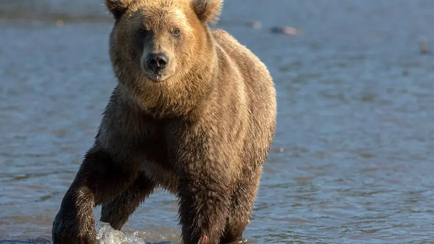 «Спать идите»: у рыбаков произошел конфликт с семьей медведей на Камчатке