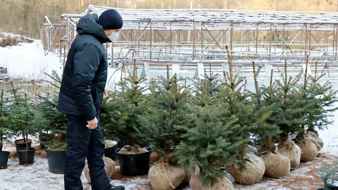 Массовая торговля на елочных базарах началась в Подмосковье