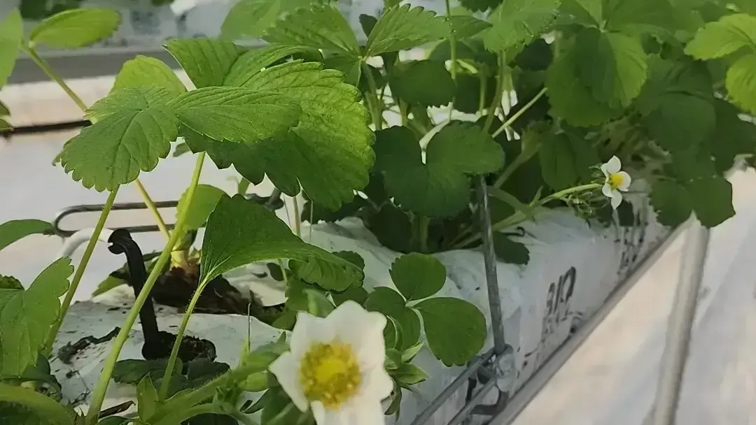 В Наро-Фоминском округе расширили теплицы для нового урожая ягод