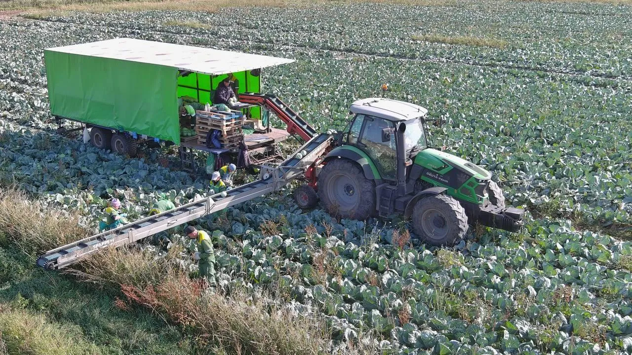 В Подмосковье собрали почти 70 тыс тонн капусты