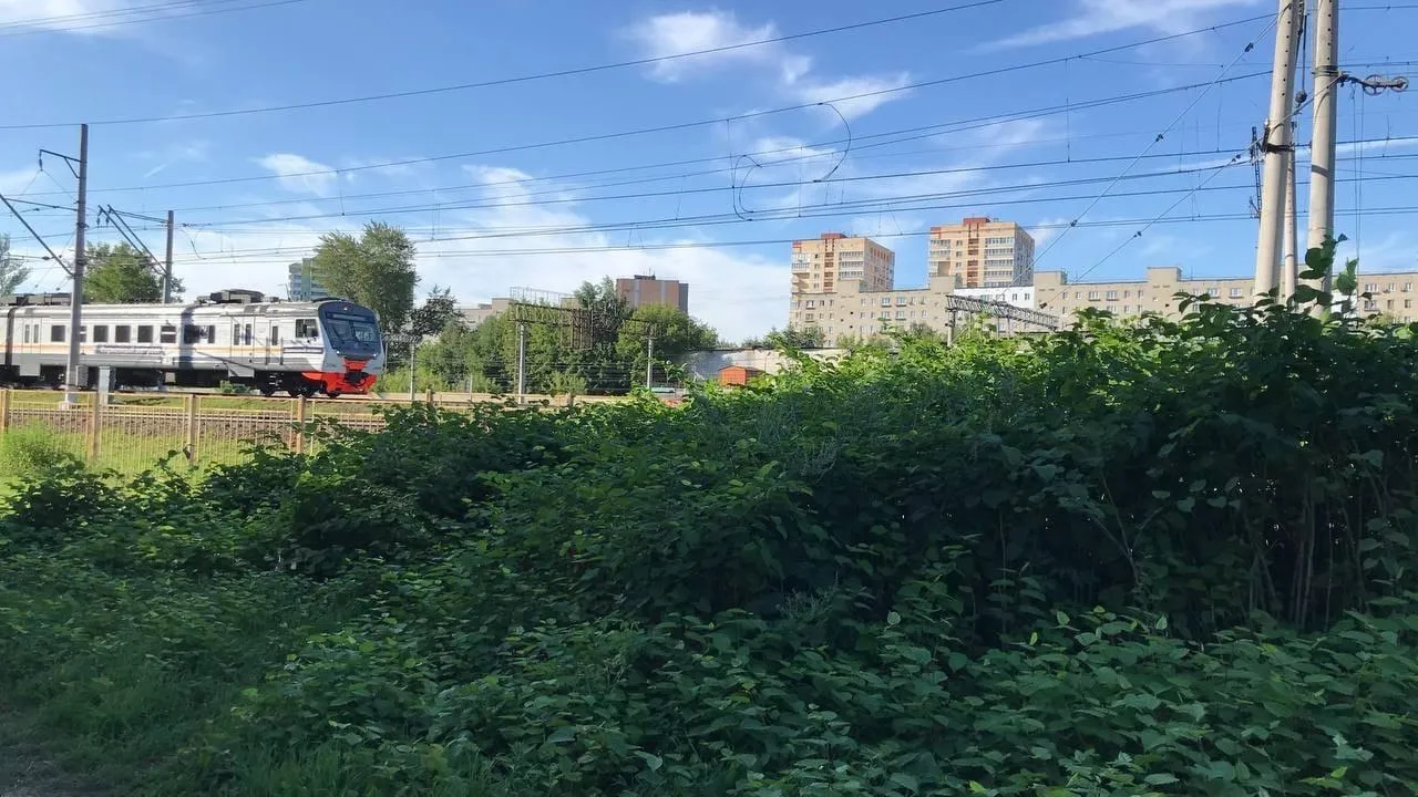 30 м кустарника высадили в Люберцах для борьбы с несанкционированным переходом ж/д путей