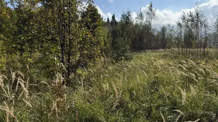 Земельный участок на торгах в Подмосковье