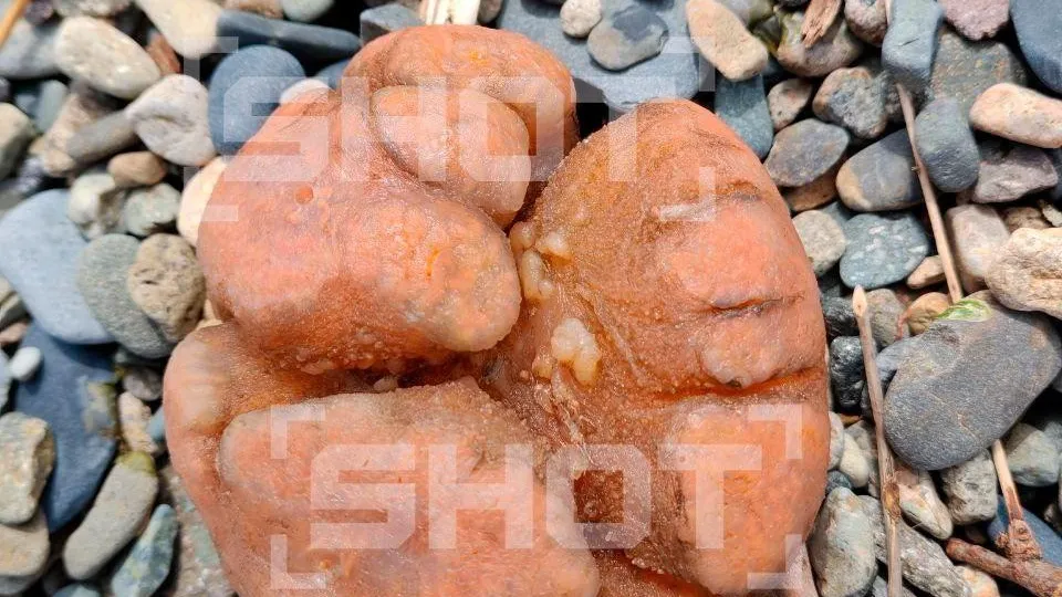 Ученые пытаются разгадать тайну необычной морской находки близ реки Ойра