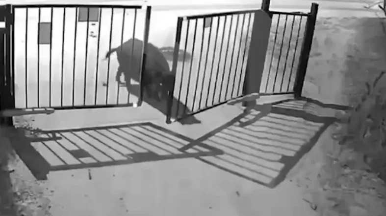 Бегают по дворам и кидаются на людей: кабаны кошмарят жителей Москвы и области