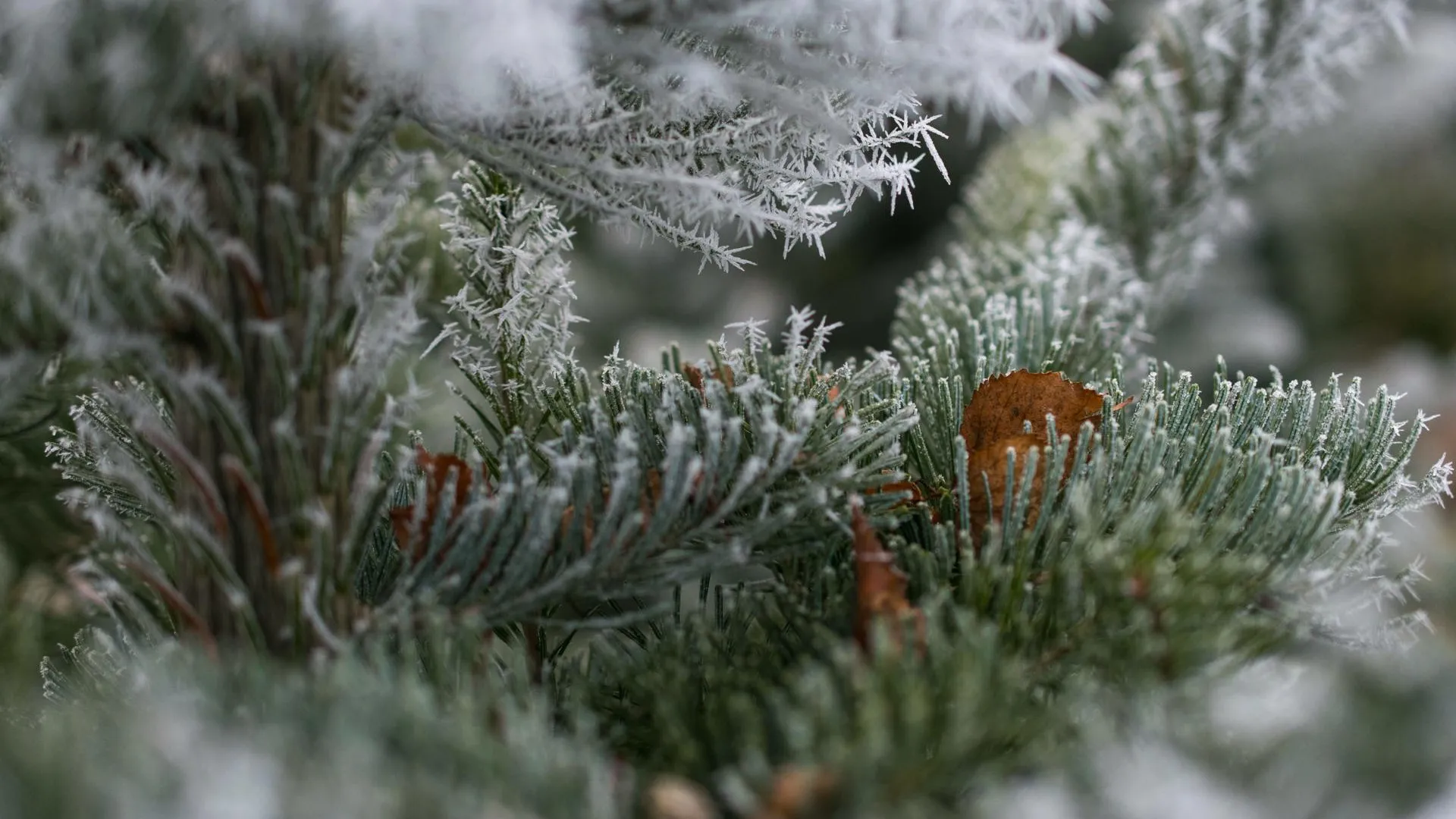 Беспилотники проследят за заготовкой новогодних елок в Новосибирской области