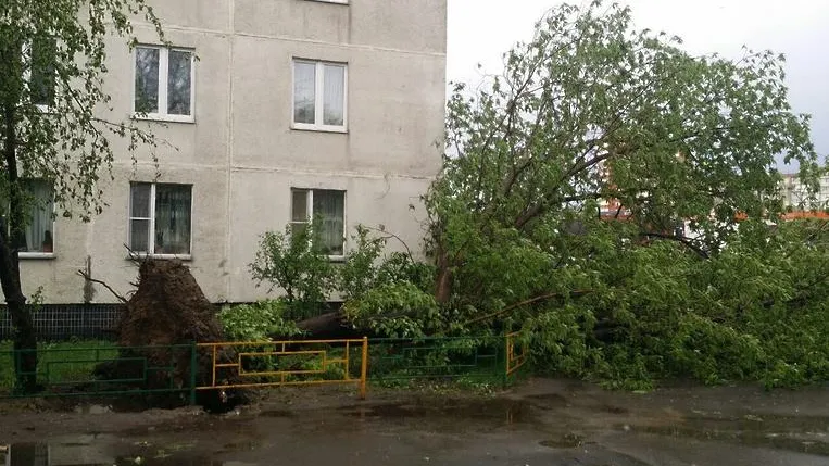 Ветер повалил деревья в Дзержинском