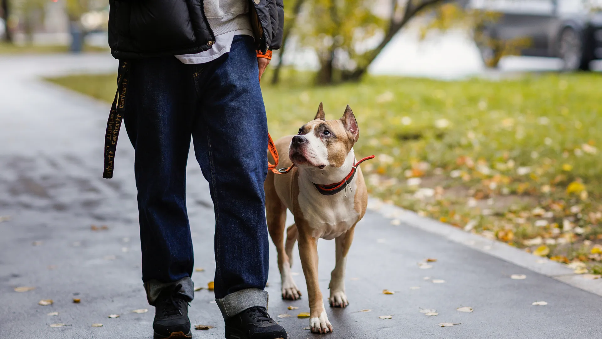 Юрист Хаминский призвал оспаривать законы о чипировании собак