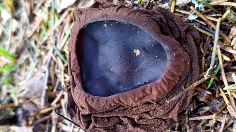 В Подмосковье введут штрафы за сбор и продажу краснокнижных грибов с сентября 2026 г